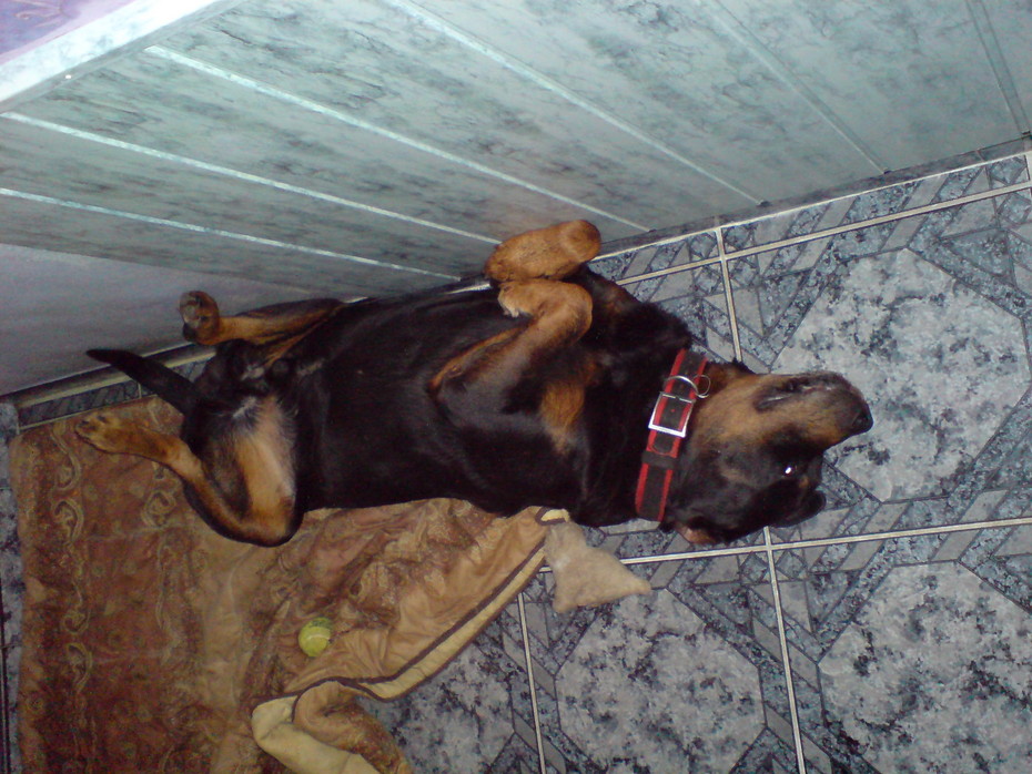 2007-03-04 01:27:56: Лорд "отдыхает"