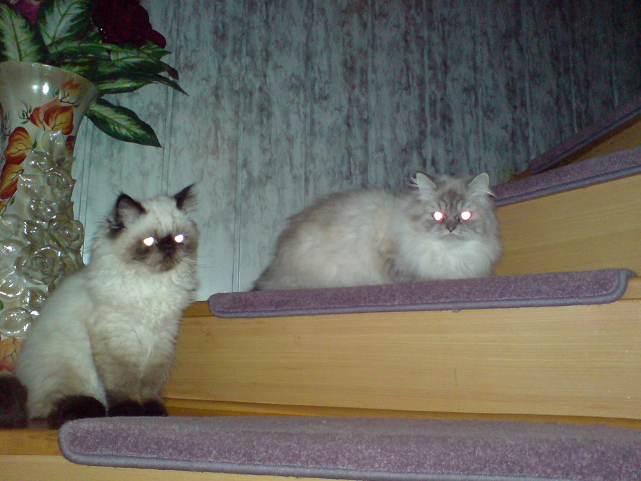 2007-03-04 01:27:57: Везде кошки. Люська и Арамис