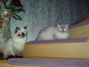 Везде кошки. Люська и Арамис (2007-03-04 01:27:57)