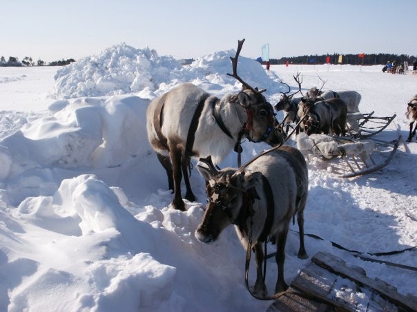 2007-12-24 19:18:40: когалым,гонки на оленях