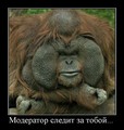 Слежу и баню! (2010-02-11 13:59:39)