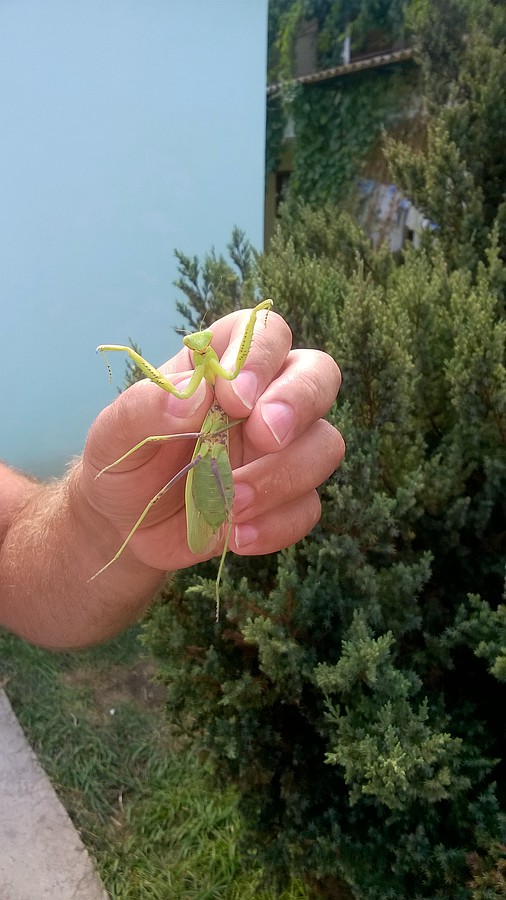 2018-09-02 13:19:59: Ловили богомолов пока деть спал))